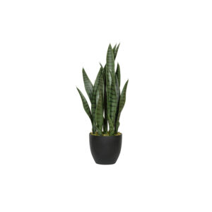 Sansevieria