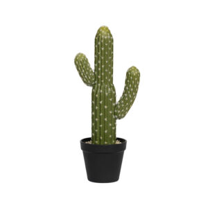 Cactus Saguaro