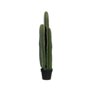 Cactus San Pedro