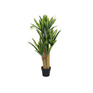 Dracena