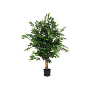 Ficus tree