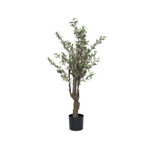 Olive Tree