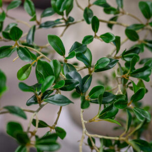 Plantes artificielles